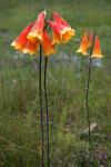 : - Blandfordia grandiflora