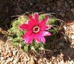 : - Gymnocalycium oenanthemum
