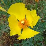 Mexikanischer Tulpenmohn - Hunnemannia fumariifolia