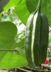:-Aristolochia ringens