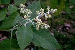 : - Buddleja cordata