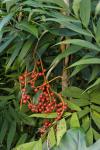 : - Chamaedorea microspadix
