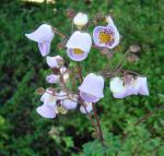 : - Jovellana violacea