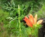 : - Lamourouxia multifida