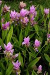 Curcuma - Curcuma alismatifolia