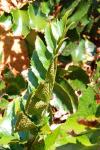 Bogen-Sichelfarn - Cyrtomium falcatum