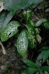 Dieffenbachie - Dieffenbachia seguine