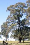 :-Eucalyptus beyeriana