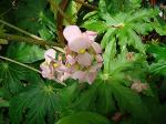: - Begonia heracleifolia