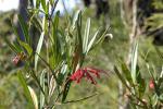 : - Grevillea oleoides