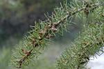 : - Hakea teretifolia