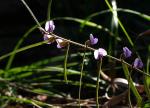 : - Hovea linearis