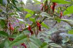 Korallenbohne - Kennedia rubicunda