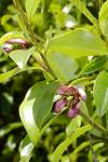 Weiße Magnolie - Magnolia figo