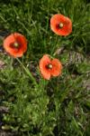 Saat-Mohn - Papaver dubium