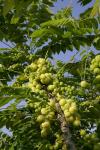 Stachelbeerbaum - Phyllanthus acidus