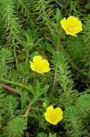 : - Ludwigia hexapetala