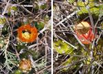 : - Maihueniopsis darwinii