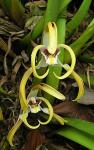 :-Maxillaria setigera