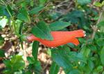 : - Mitraria coccinea