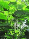 : - Myriocarpa longipes