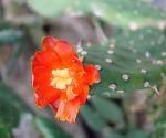 : - Opuntia quitensis