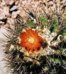 : - Parodia tuberculata
