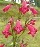 : - Penstemon roseus