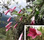 : - Bomarea longipes