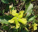 : - Prestonia mollis