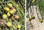 : - Retanilla ephedra