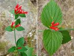 : - Russelia sarmentosa
