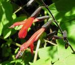 Salvia gesneriflora - Salvia gesneriiflora