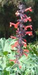 : - Salvia rubescens