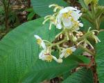 : - Saurauia madrensis