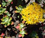 : - Sedum torulosum