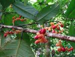 : - Sorocea affinis