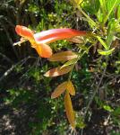 : - Tecoma fulva subsp. garrocha
