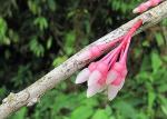 : - Thibaudia costaricensis