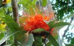 : - Brownea macrophylla