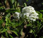 :-Tournefortia mexicana