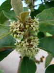 Aegiphila lhotskiana - Aegiphila lhotzkiana