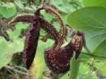 : - Aristolochia labiata