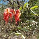 : - Caesalpinia exostemma