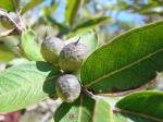 : - Callisthene major