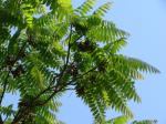 : - Cedrela fissilis