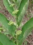 : - Cissus campestris