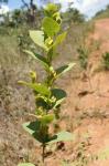: - Cissampelos ovalifolia