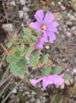 : - Diplusodon microphyllus