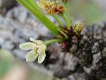 : - Erythroxylum tortuosum